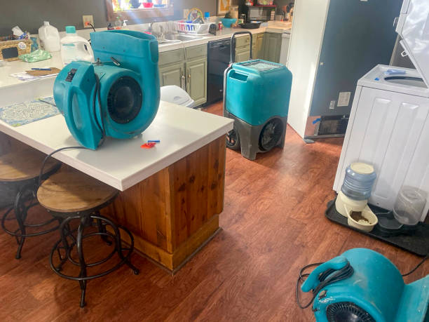 Best Mold removal after water damage  in Petersburg, IL