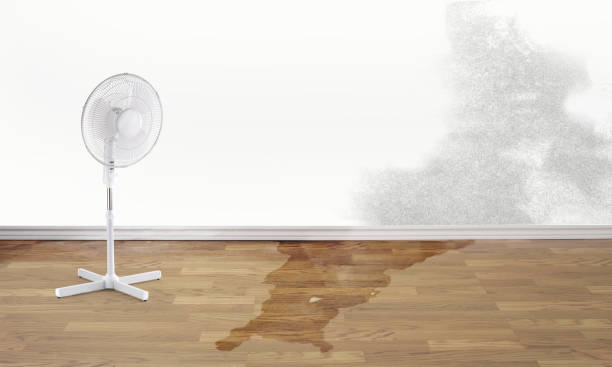 Best Carpet water damage restoration  in Petersburg, IL