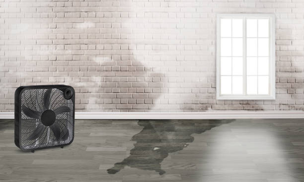 Best Water damage cleanup near me  in Petersburg, IL