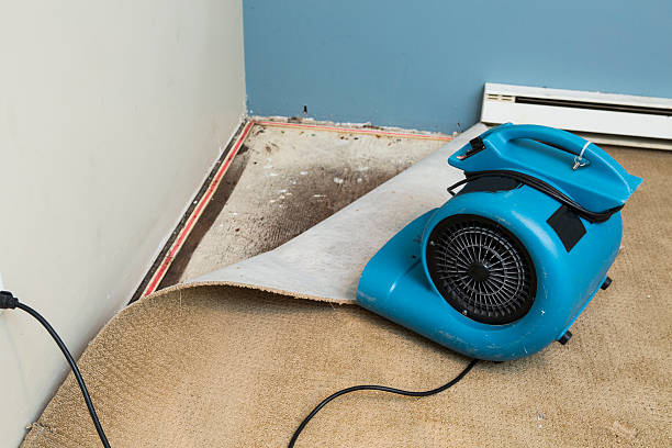 Best Flood damage cleanup  in Petersburg, IL
